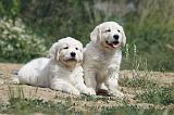 GOLDEN RETRIEVER 620